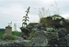 Close Up of Wall